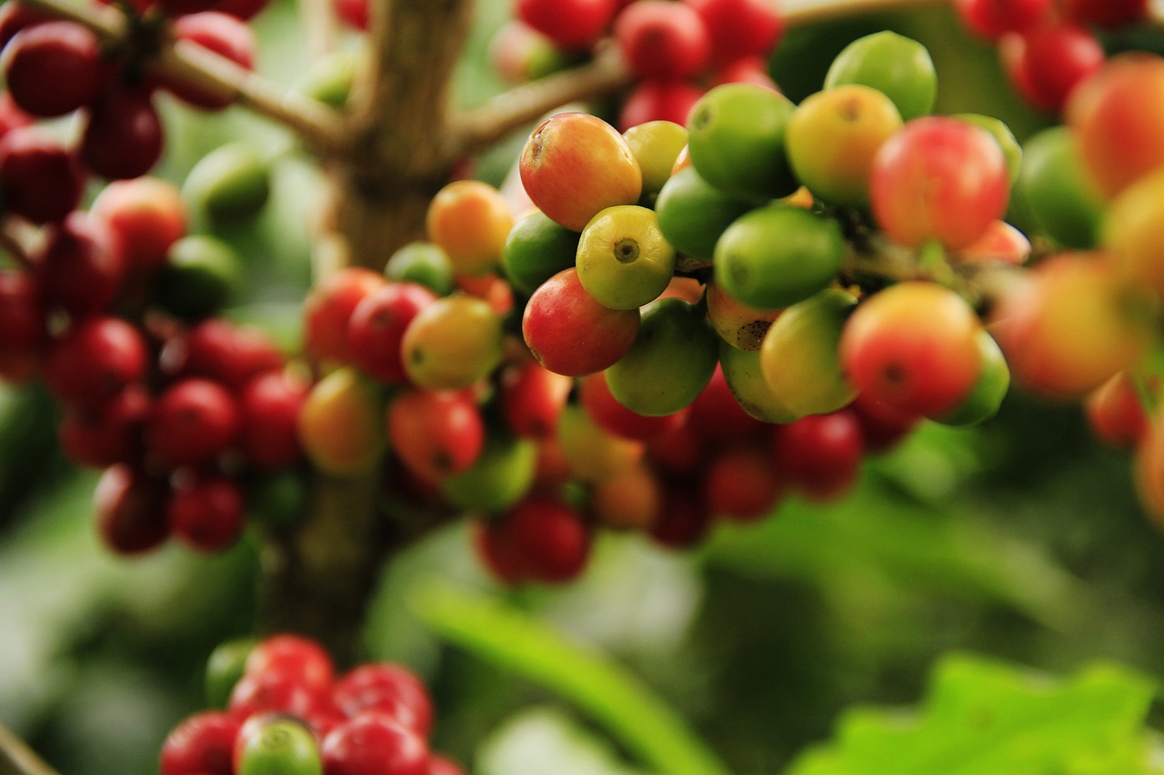 Organic Farming – Key to Eco-friendly Agriculture?
